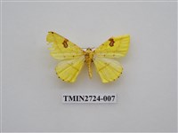 藏品(尺蛾278)的圖片